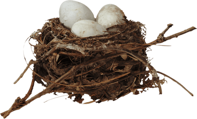 Nest Png Download Image - Egg Nest