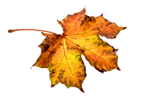 Leaf Clipart - Free PNG