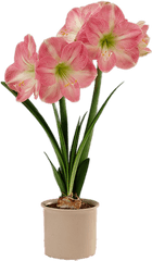 Pink And White Amaryllis In Flower Pot - Artificial Flower Pot Png