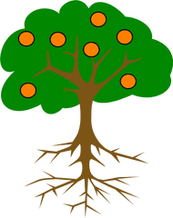 Orange Tree Drawing - Mango Tree Root System Png