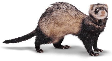 Png Hd Transparent Weasel - Ferret Transparent