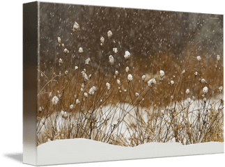 Snow Falling - Snow Png