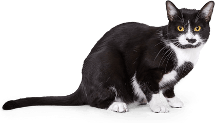 Cat Insurance Plans From Pumpkin - Domestic Cat Png