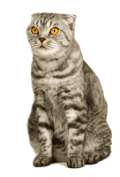 Kitten Png Image Download Picture