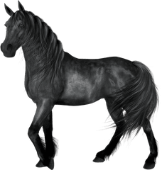 Bv - Black Horse Transparent Background Png