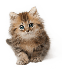 Cat Free Png Transparent Image And Clipart - Cute Cat Png Transparent Background