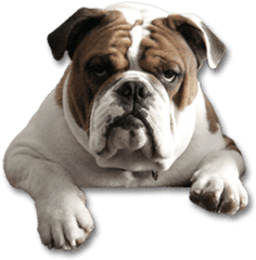 Bull Dog Png Picture - Transparent Background Bulldog Png