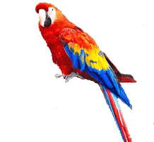 Parrot Png Images Download