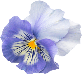 Fiore Viola Png 6 Image - Spring Flower Transparent Background