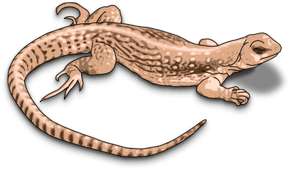 Svg Clip Art Png Lizard Transparent