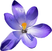 Crocus - Free PNG