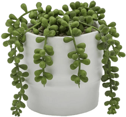 Pearls Ceramic Two Tone Agave Plant - String Of Perals Plant Png