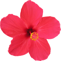 Fileflower Hibiscus Rosa - Sinensisgif 58279 Png Images Hibiscus Rosa Sinensis Flower Png