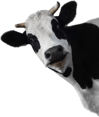 Png - Cow Head White Background