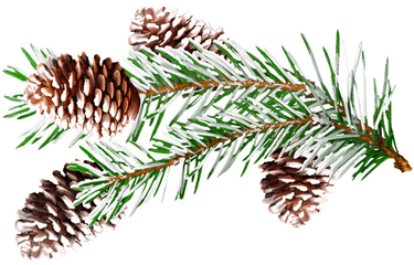 Download Pine Branches Watercolor Png Vector - Pine Portable Network Graphics