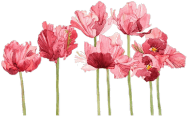 Aesthetic Flower Png Free Images Transparent Clipart - Transparent Flower Png Aesthetic