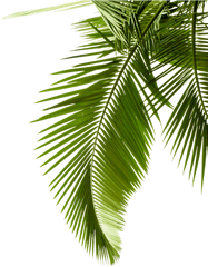 Photography Tree Arecaceae Palm Leaves - Coconut Leaf Png