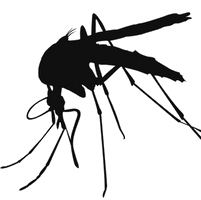 Mosquito High-Quality Png