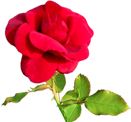 Beautiful Free Rose Clipart - Free Valentine Clip Art Png