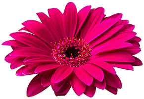 Gerbera Hd - Free PNG