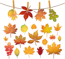 Maple Leaf Silhouette - Autumn Clip And Red Leaves Picture Leaf Png