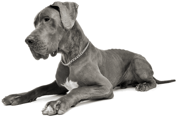 Great Dane Puppies For Sale In Colorado - Best Dog Brush For Great Danes Png