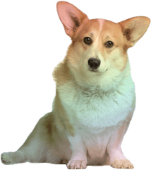 Corgi Png Transparent Image - Png Corgi