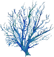 Blue Coral - Tree Png