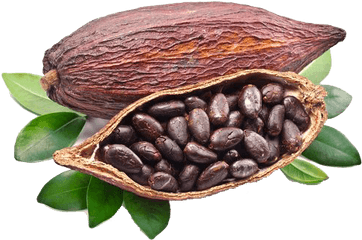 Cacao Png File - Cocoa Bean Png