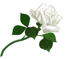 White Rose Png Image Flower White Rose Png Picture