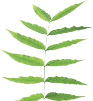 Green Leaf Png