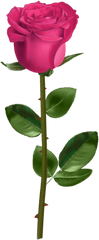 Free Png Download Rose With Stem Pink - Transparent Background Red Rose With Stem