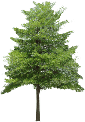 Tree Hd Png Transparent Hdpng Images Pluspng - Tree Texture Transparent Background