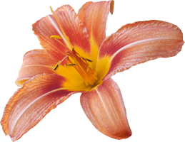 Lily Transparent Background - Free PNG