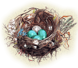 Swan Mishka Colombo - Nest Png