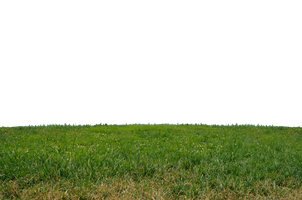 Grass Png Clipart