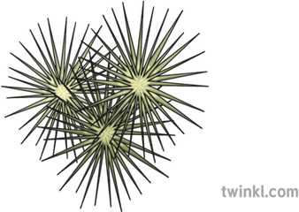 Tumbleweed Illustration - Pattern Png