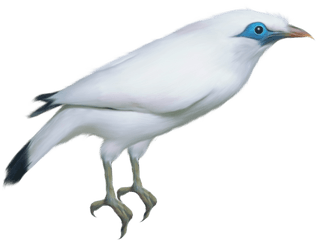 Bird Png - Portable Network Graphics