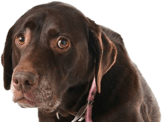 Dog Looking Transparent Background Png Mart - Sad Looking Dog