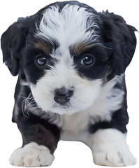 Shih Tzu Puppy Png Clipart - Adorable A Picture Of A Puppy