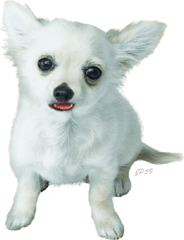 13543 - Nintendogs Png