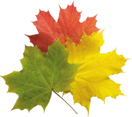 Download Autumn Png Leaves Hq Image - Real Fall Leaves