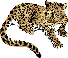 Baby Jaguar Png Transparent Image - Jaguar Clipart Png