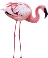 Flamingo Png File