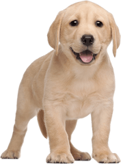 Labrador Retriever Png - Labrador Puppy Png