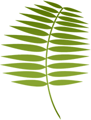 Palm Leaf Png - Lent Clipart Palm Leaf Lent Palm 485588 Smooth Sumac