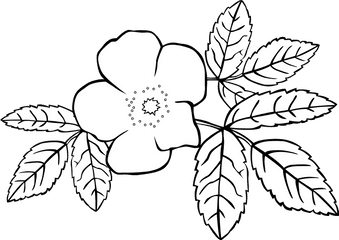 Rose Flower Svg Vector Clip Art - Svg Clipart Png