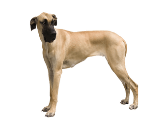 Biggest Dogs - Great Dane Transparent Background Png