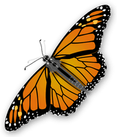 Butterfly Png Image