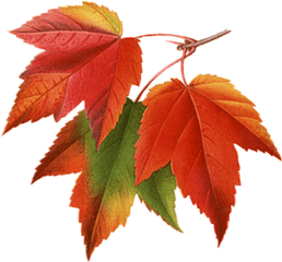 Autumn Leaves Clipart Png Photos - 23483 Transparentpng Maple Leaves Transparent Background